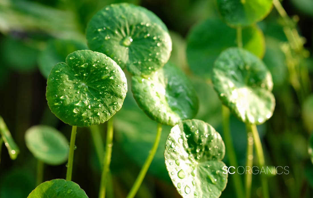 Centella Asiatica: Nature's Miracle Herb for Sustainable Skincare